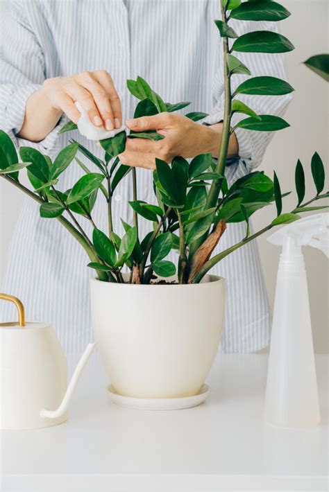 室內植物風水禁忌|風水植物｜不只富貴竹！7款招財/招桃花植物推介+不可不知風水 